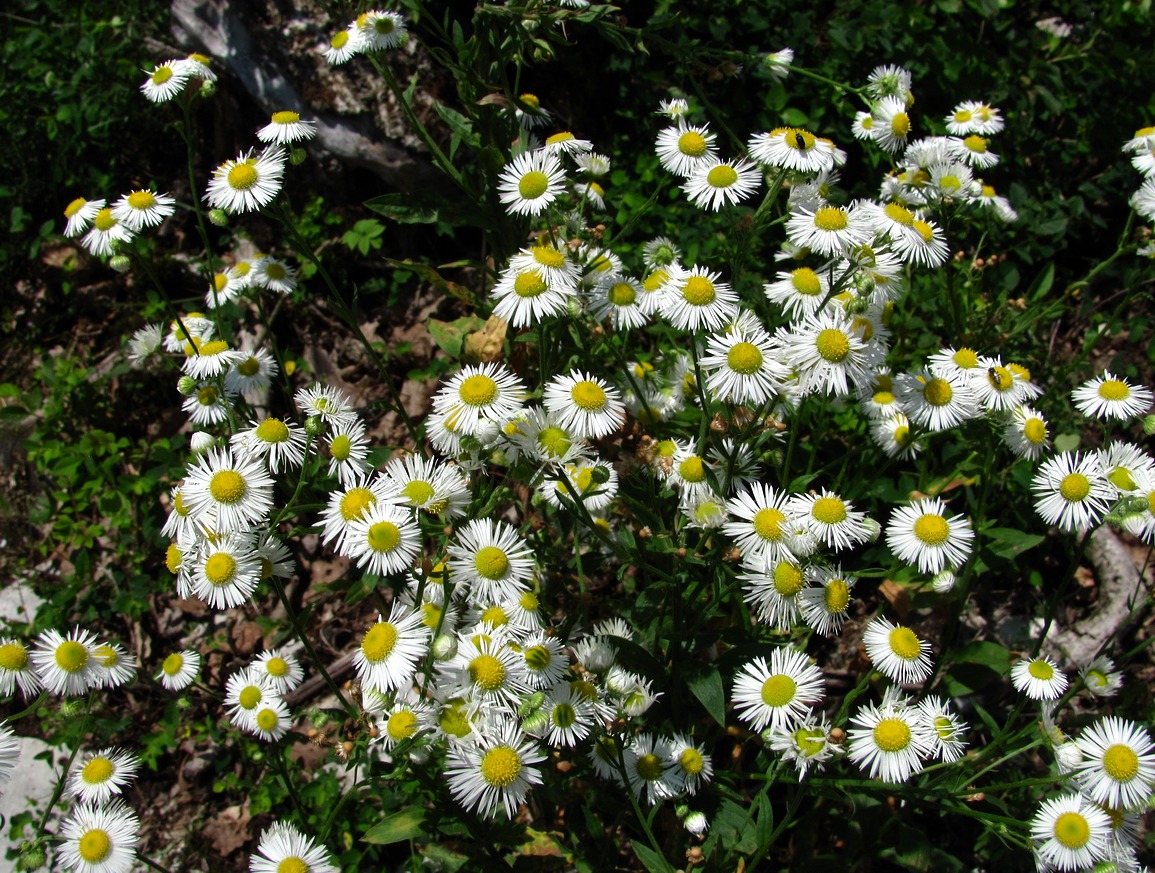 Изображение особи Erigeron annuus.