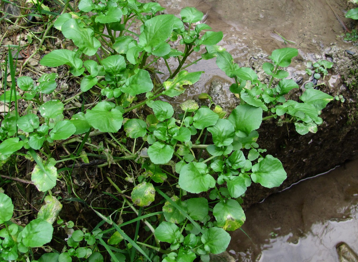 Изображение особи Nasturtium officinale.