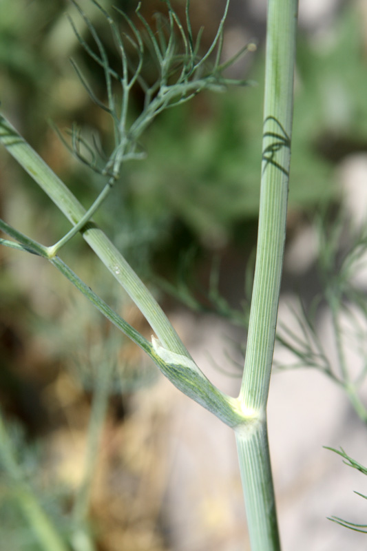 Image of Foeniculum vulgare specimen.