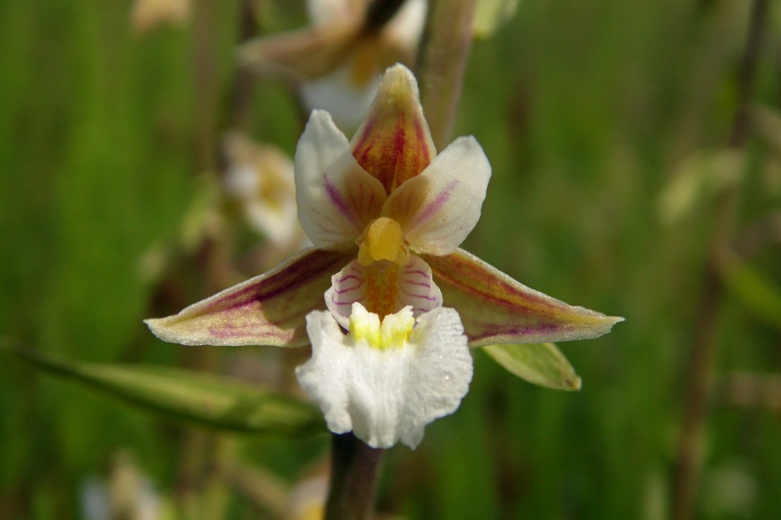 Image of Epipactis palustris specimen.