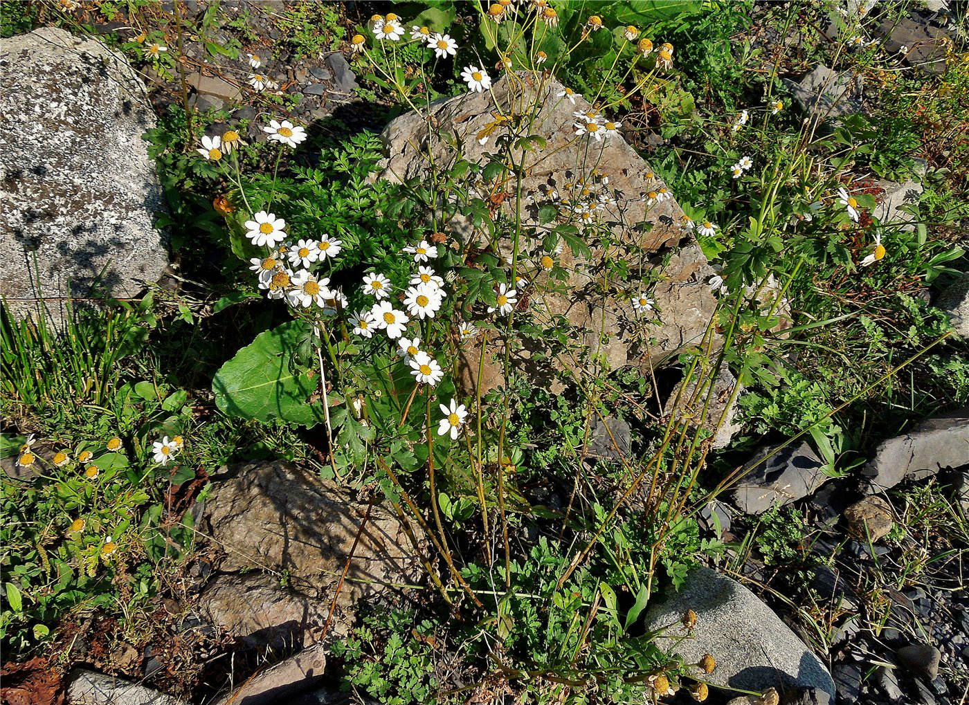 Изображение особи Pyrethrum parthenifolium.