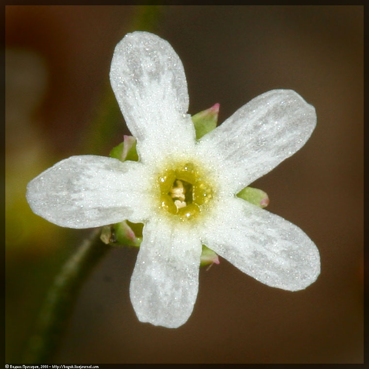 Image of Androsace septentrionalis specimen.