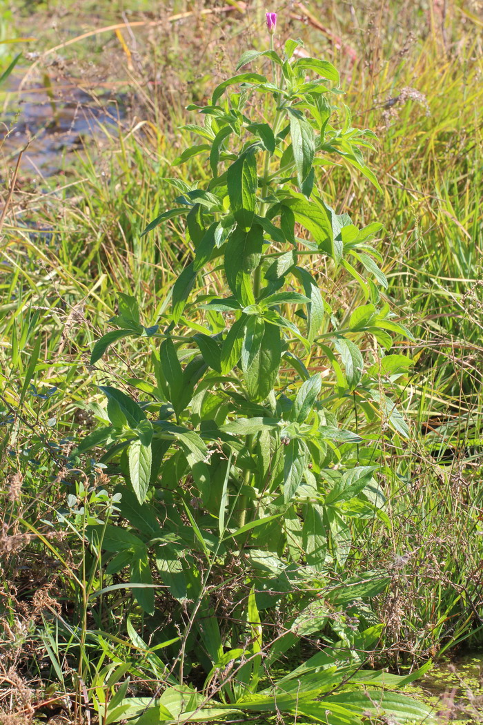 Изображение особи Epilobium hirsutum.