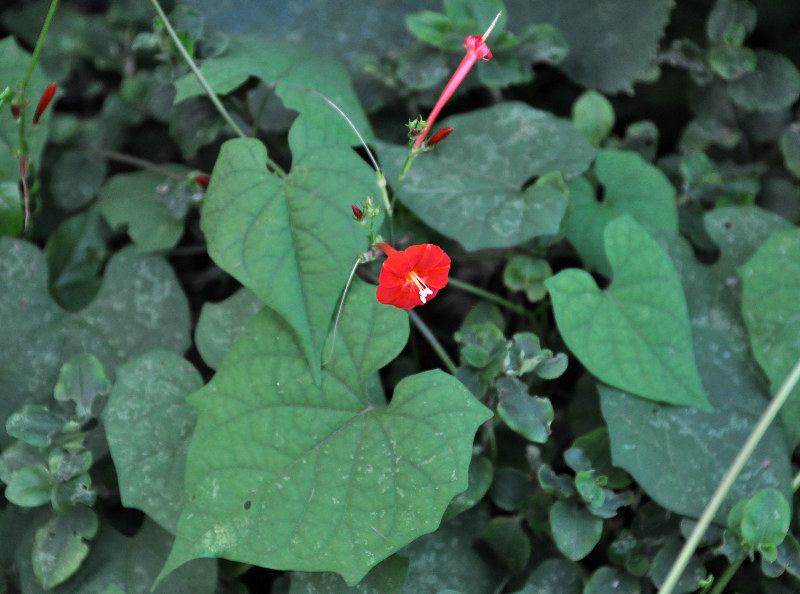 Image of Ipomoea hederifolia specimen.