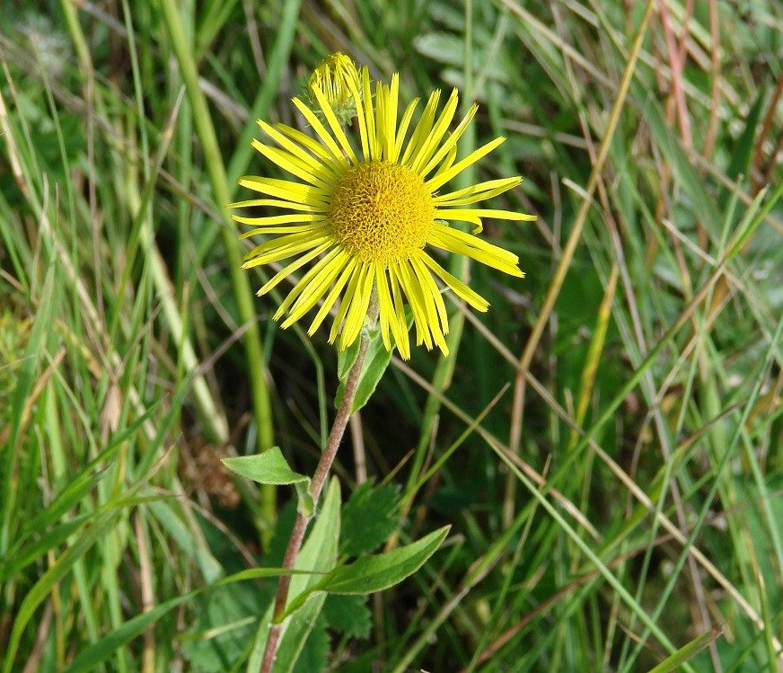 Изображение особи Inula britannica.