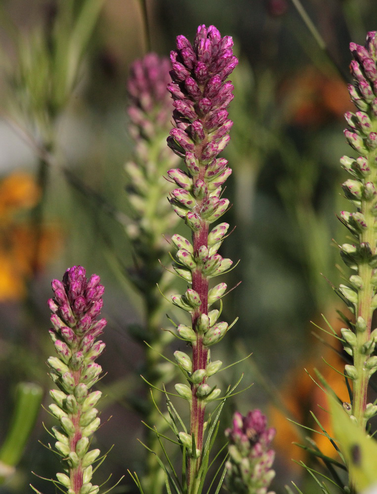 Изображение особи Liatris spicata.