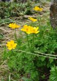 Pulsatilla aurea