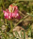 Hedysarum songoricum