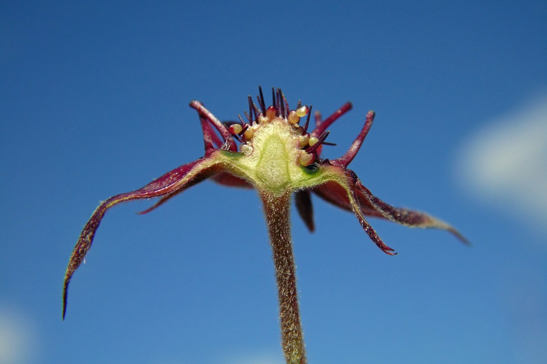 Image of Comarum palustre specimen.
