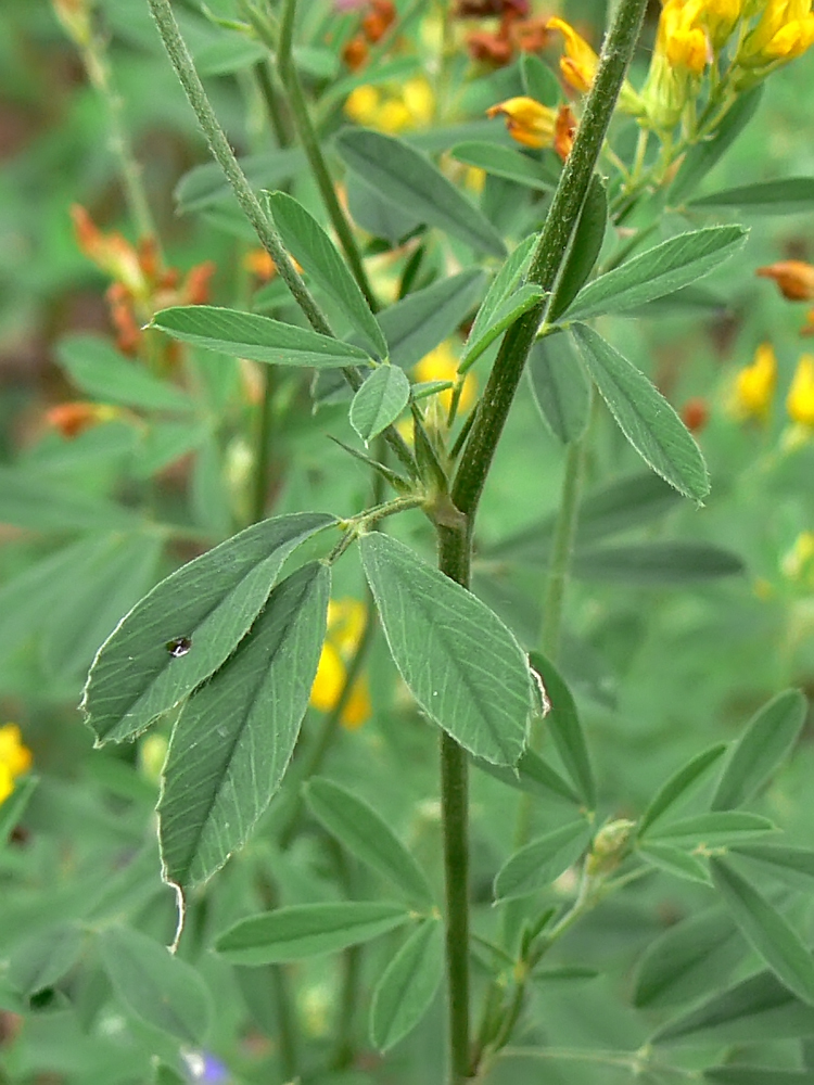 Изображение особи Medicago falcata.