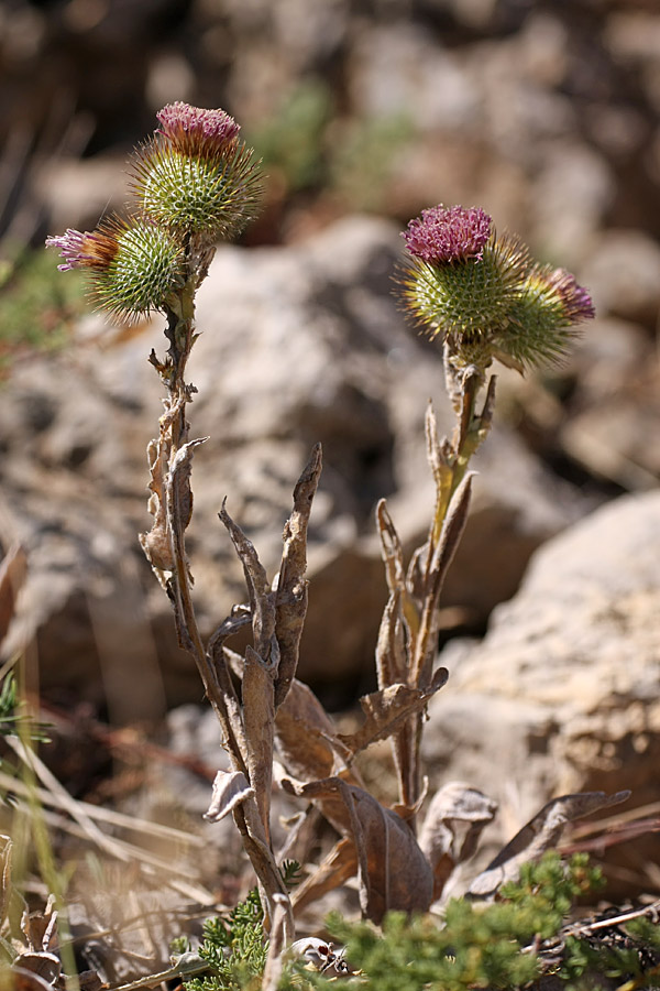 Image of Cousinia sewerzowii specimen.