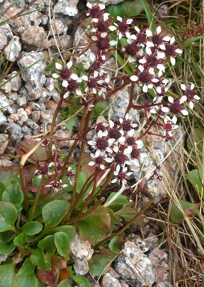 Изображение особи Micranthes melaleuca.