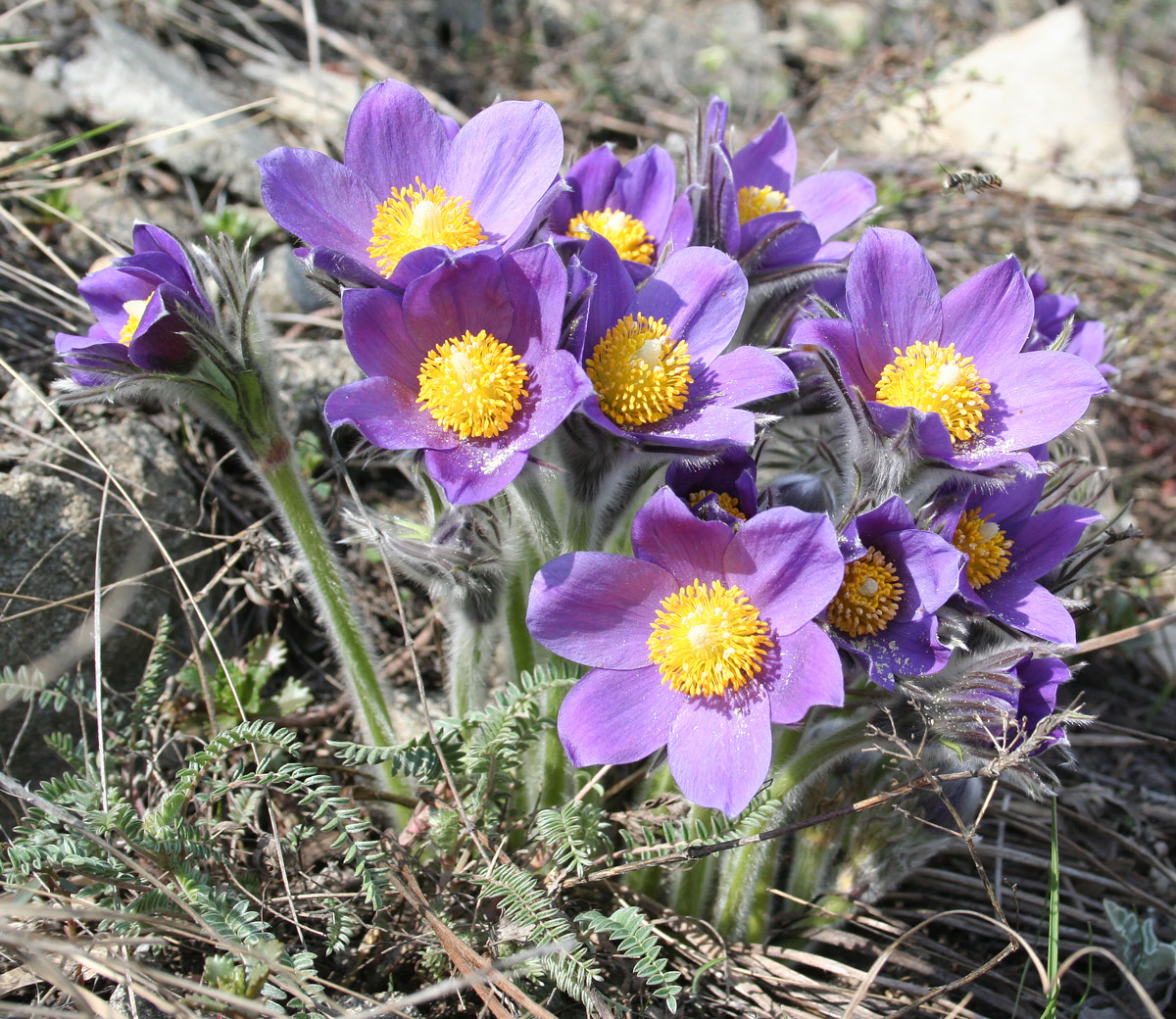 Изображение особи Pulsatilla multifida.