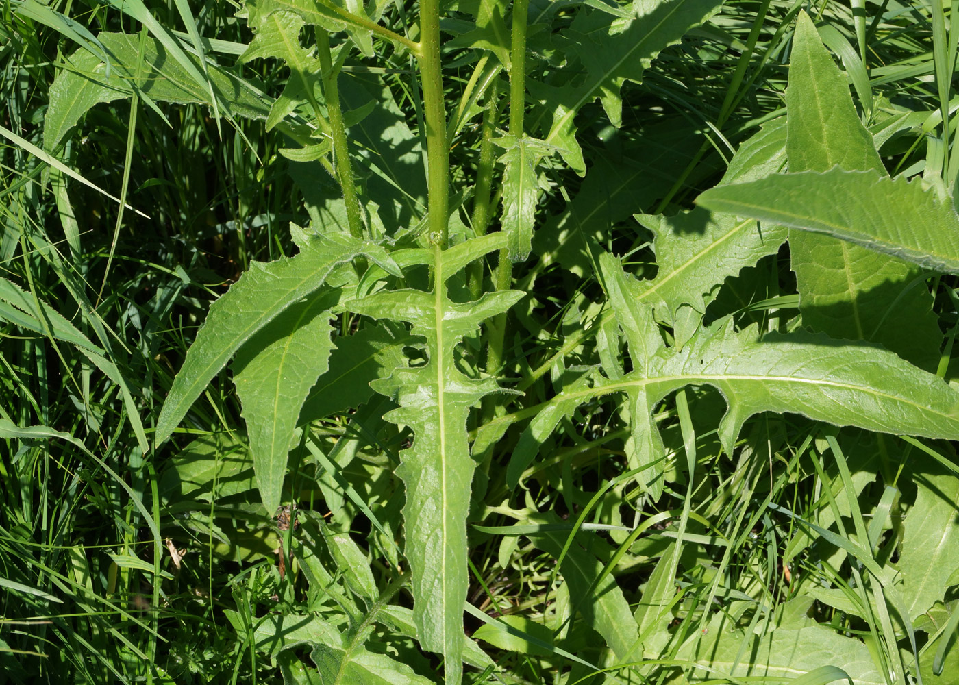 Image of Bunias orientalis specimen.