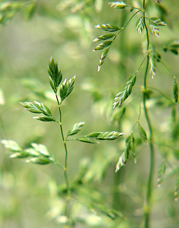 Image of Poa pratensis specimen.