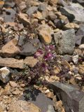 Scrophularia ruprechtii