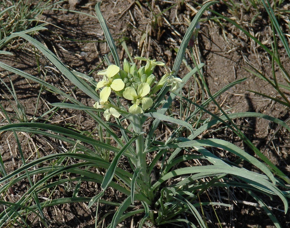 Image of Erysimum flavum specimen.