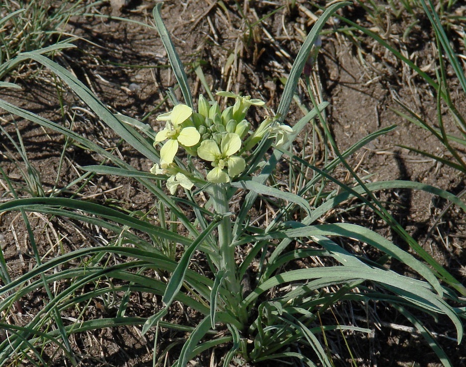 Изображение особи Erysimum flavum.