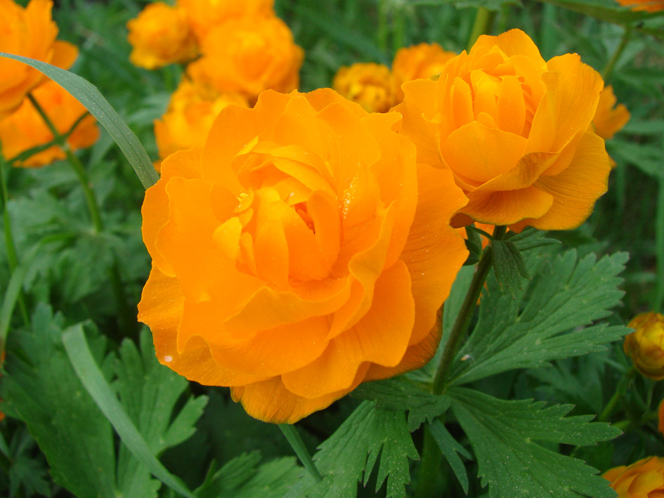 Image of Trollius asiaticus specimen.