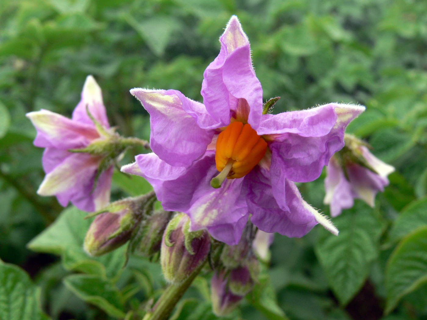 Image of Solanum tuberosum specimen.