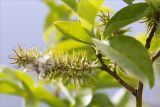 genus Salix