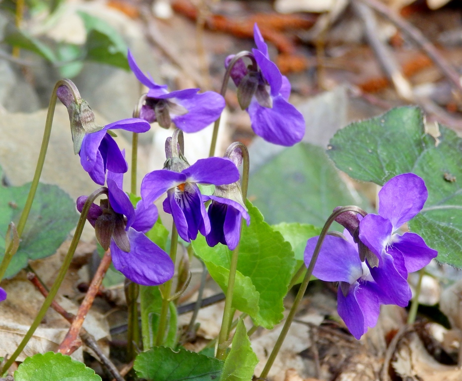 Изображение особи Viola dehnhardtii.