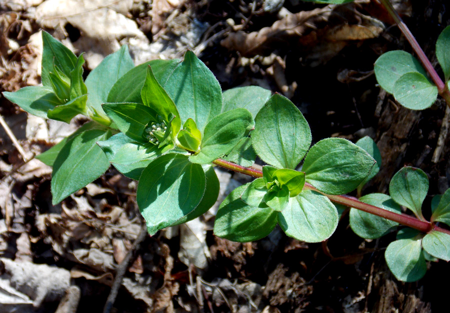 Image of Asperula caucasica specimen.