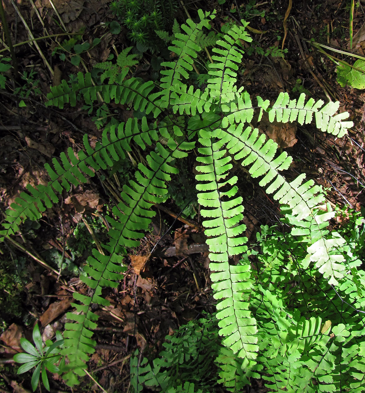 Изображение особи Adiantum pedatum.