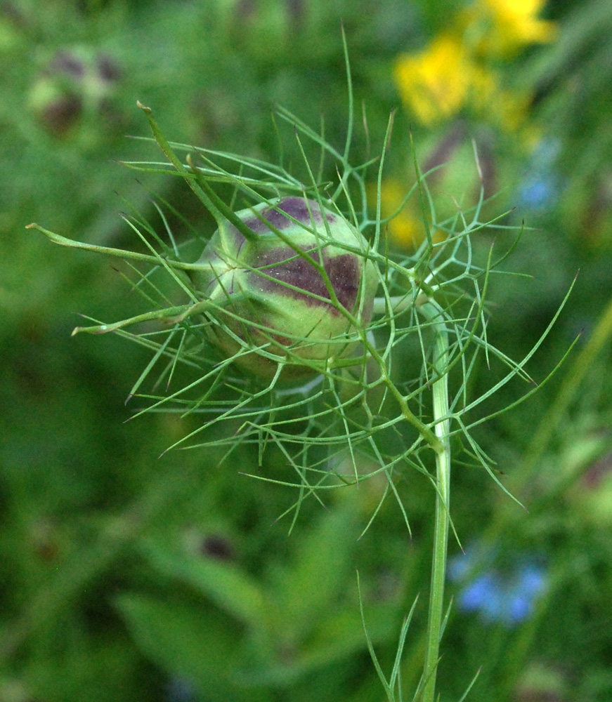 Изображение особи Nigella damascena.