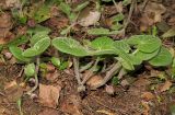 Asarum europaeum