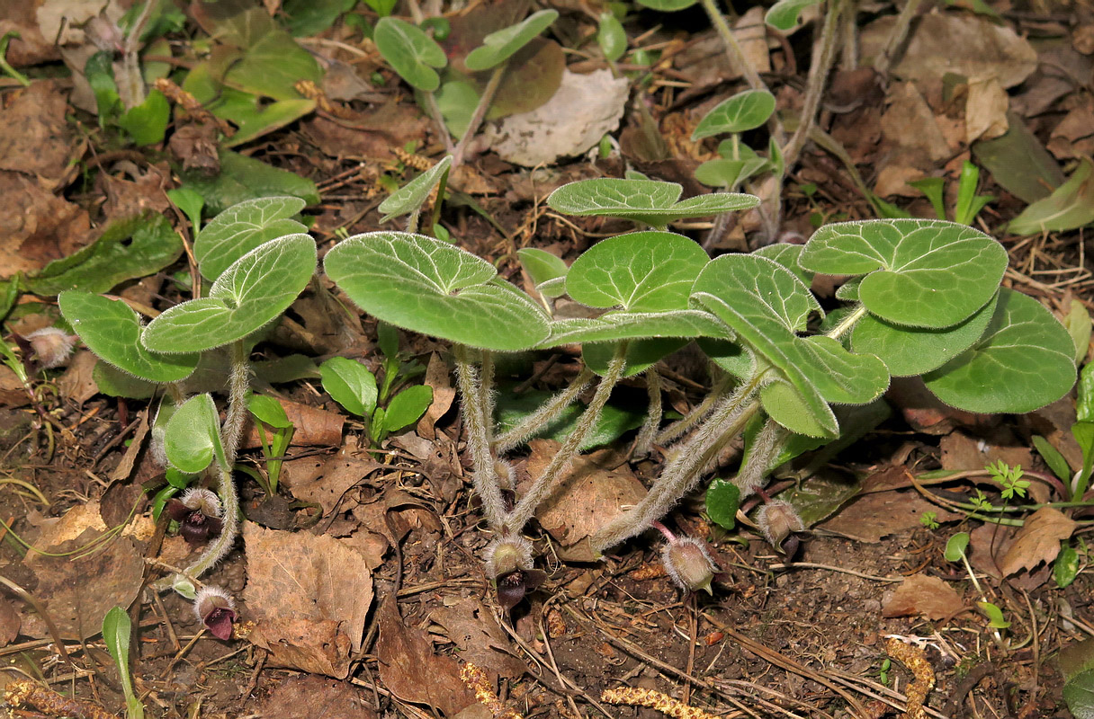 Изображение особи Asarum europaeum.