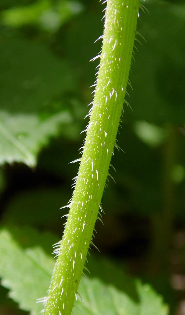 Image of Physocaulis nodosus specimen.