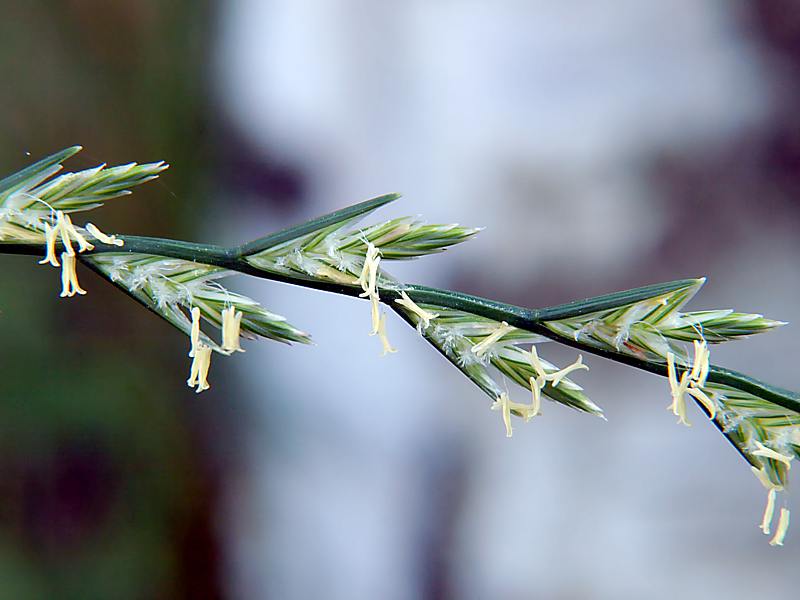 Image of Lolium perenne specimen.