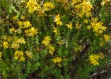 Hypericum empetrifolium. Верхушки побегов с соцветиями. Греция, о. Крит, холмы в южной окр. Ретимно (Ρέθυμνο), обочина грунтовой дороги. 02.05.2014.