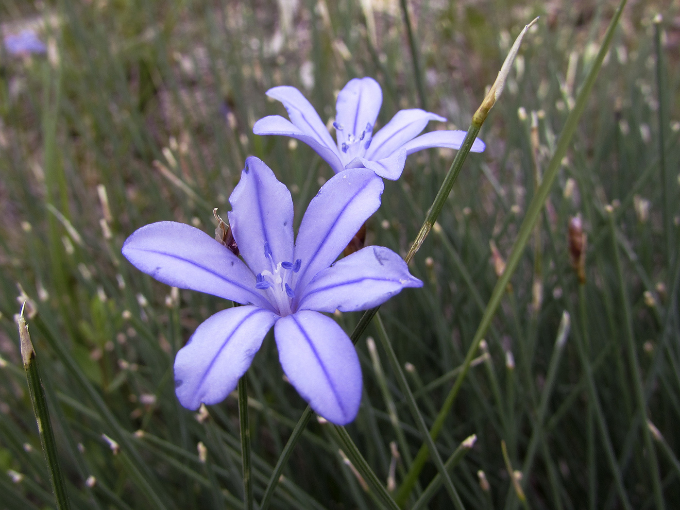 Изображение особи Aphyllanthes monspeliensis.