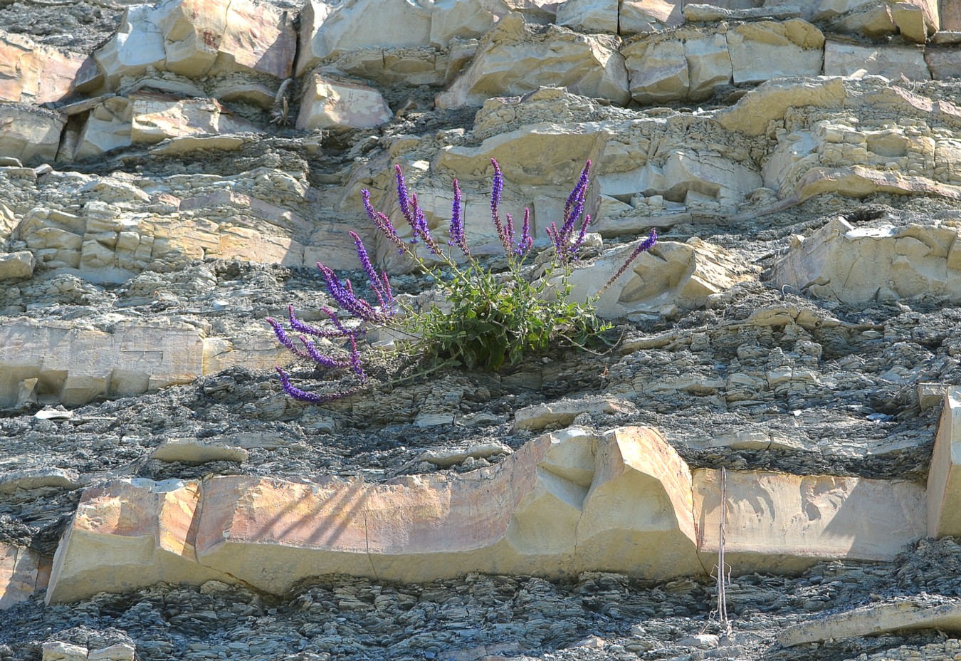 Изображение особи Salvia tesquicola.