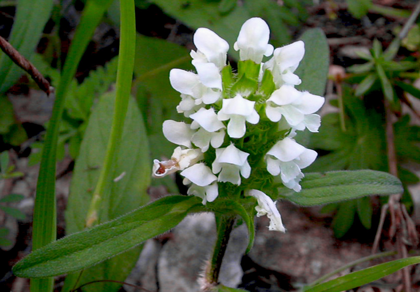 Image of Prunella laciniata specimen.