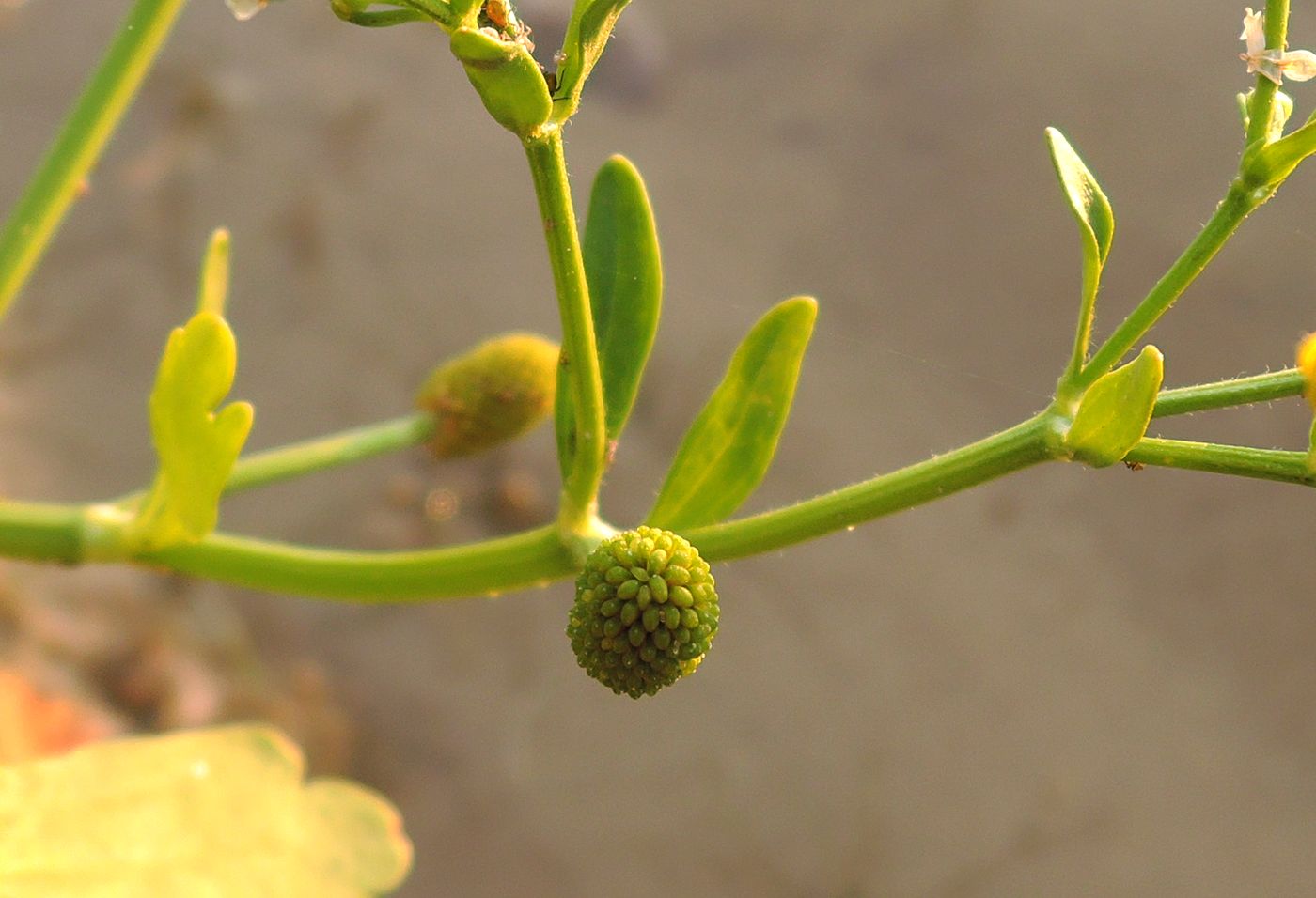 Изображение особи Ranunculus sceleratus.