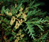 Thuja occidentalis