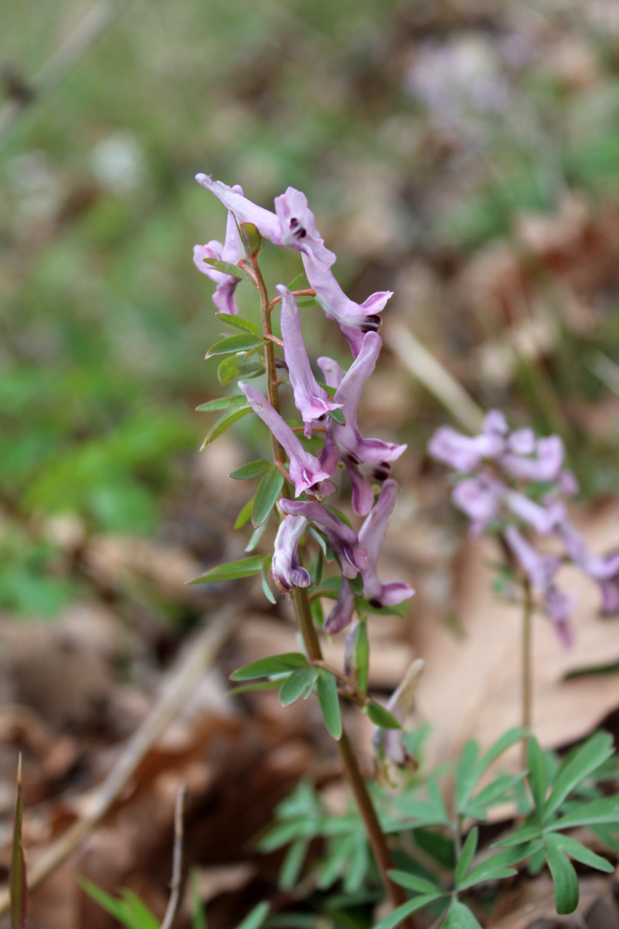 Изображение особи Corydalis tarkiensis.