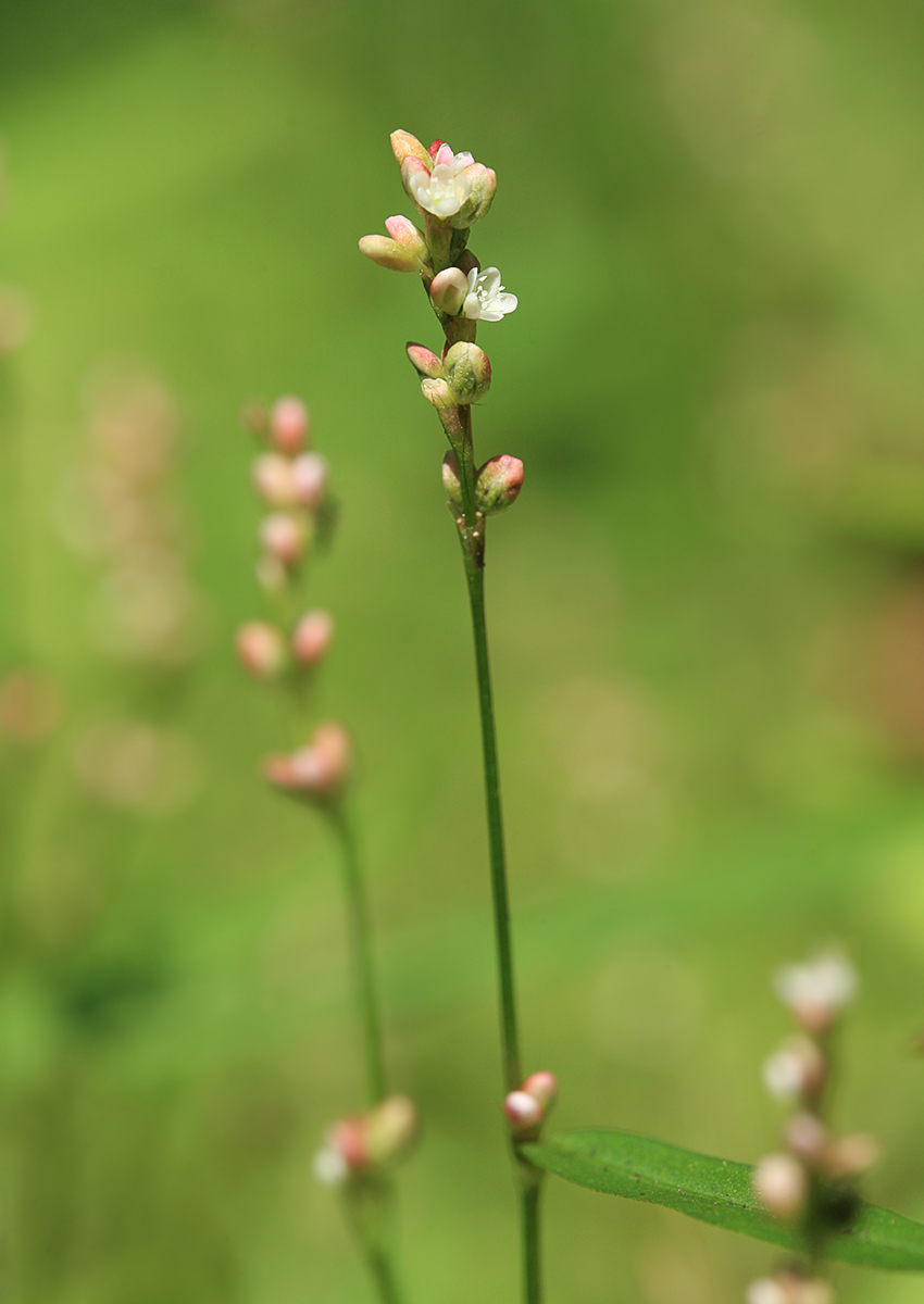 Image of Persicaria minor specimen.