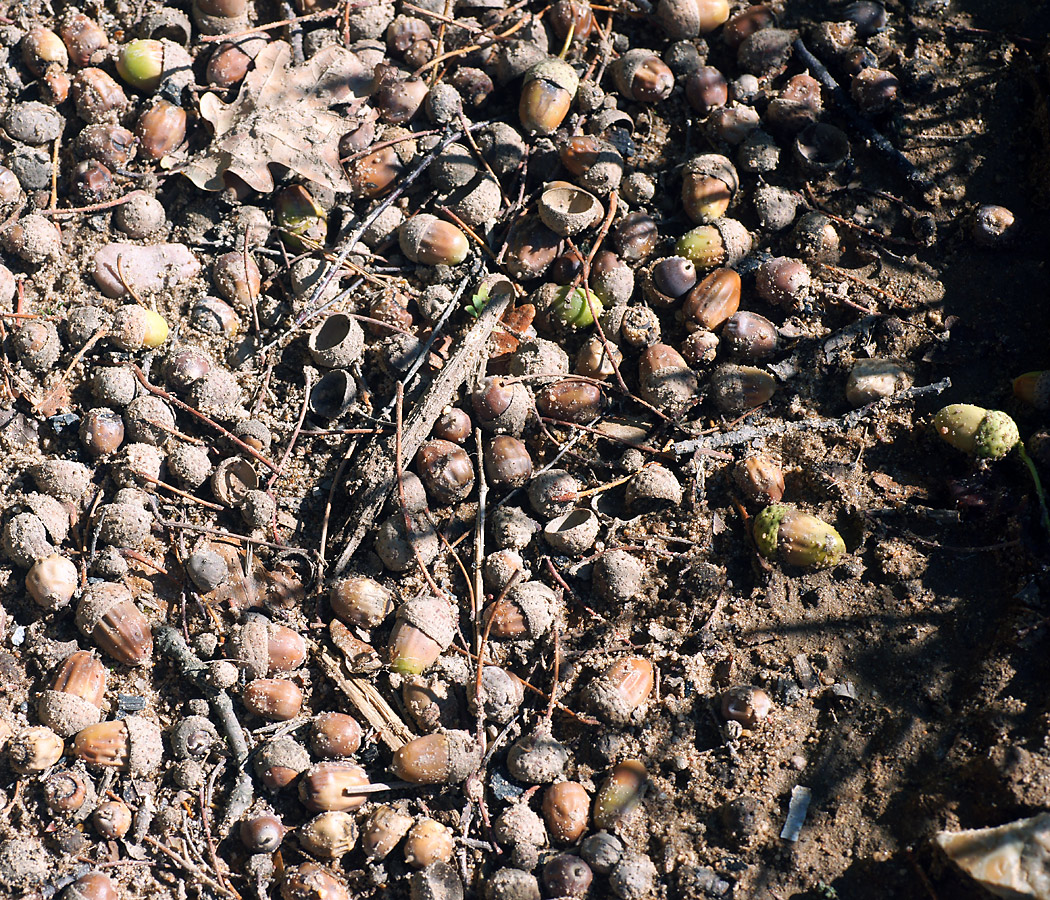 Image of Quercus robur specimen.