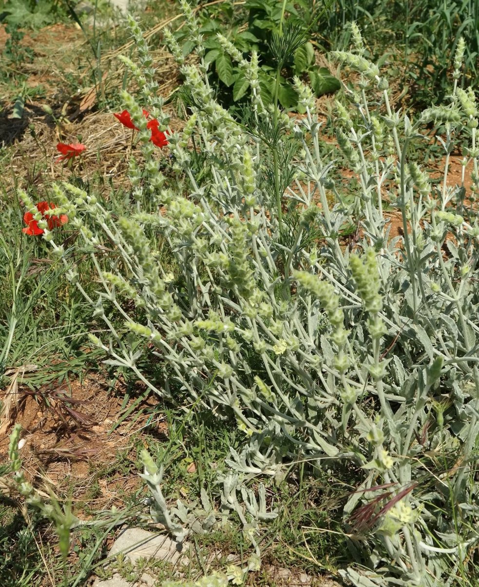 Image of Sideritis taurica specimen.