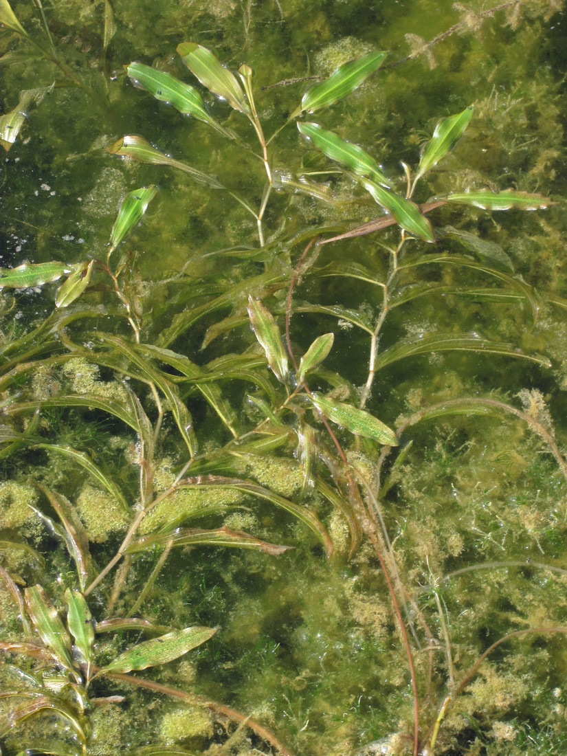 Image of Potamogeton nodosus specimen.