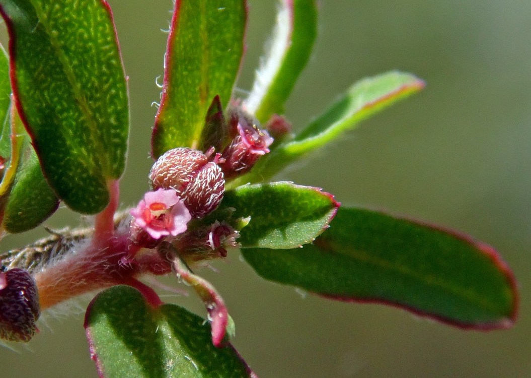 Image of Euphorbia maculata specimen.