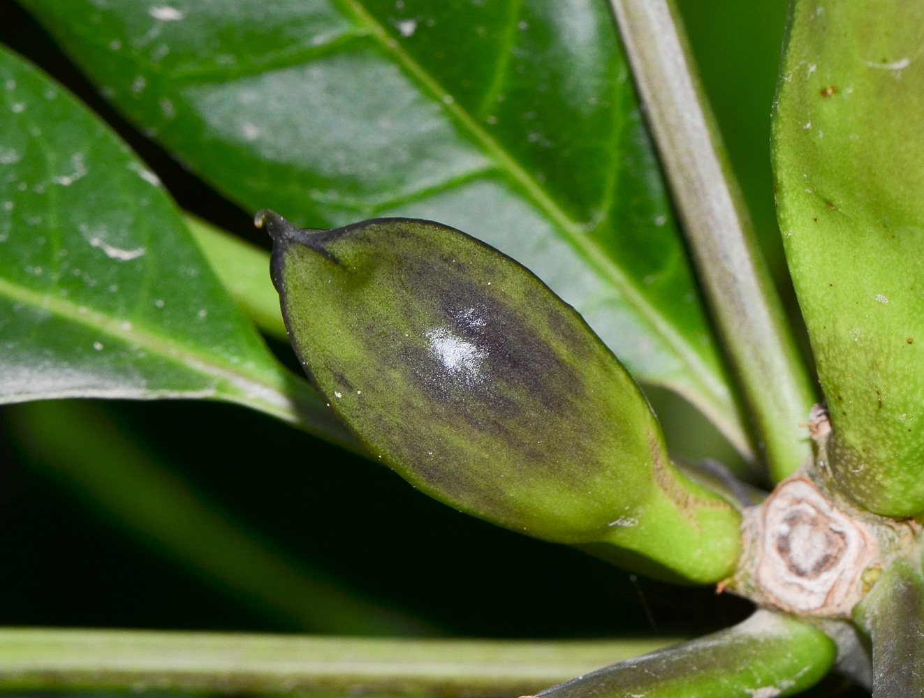 Image of Solandra maxima specimen.