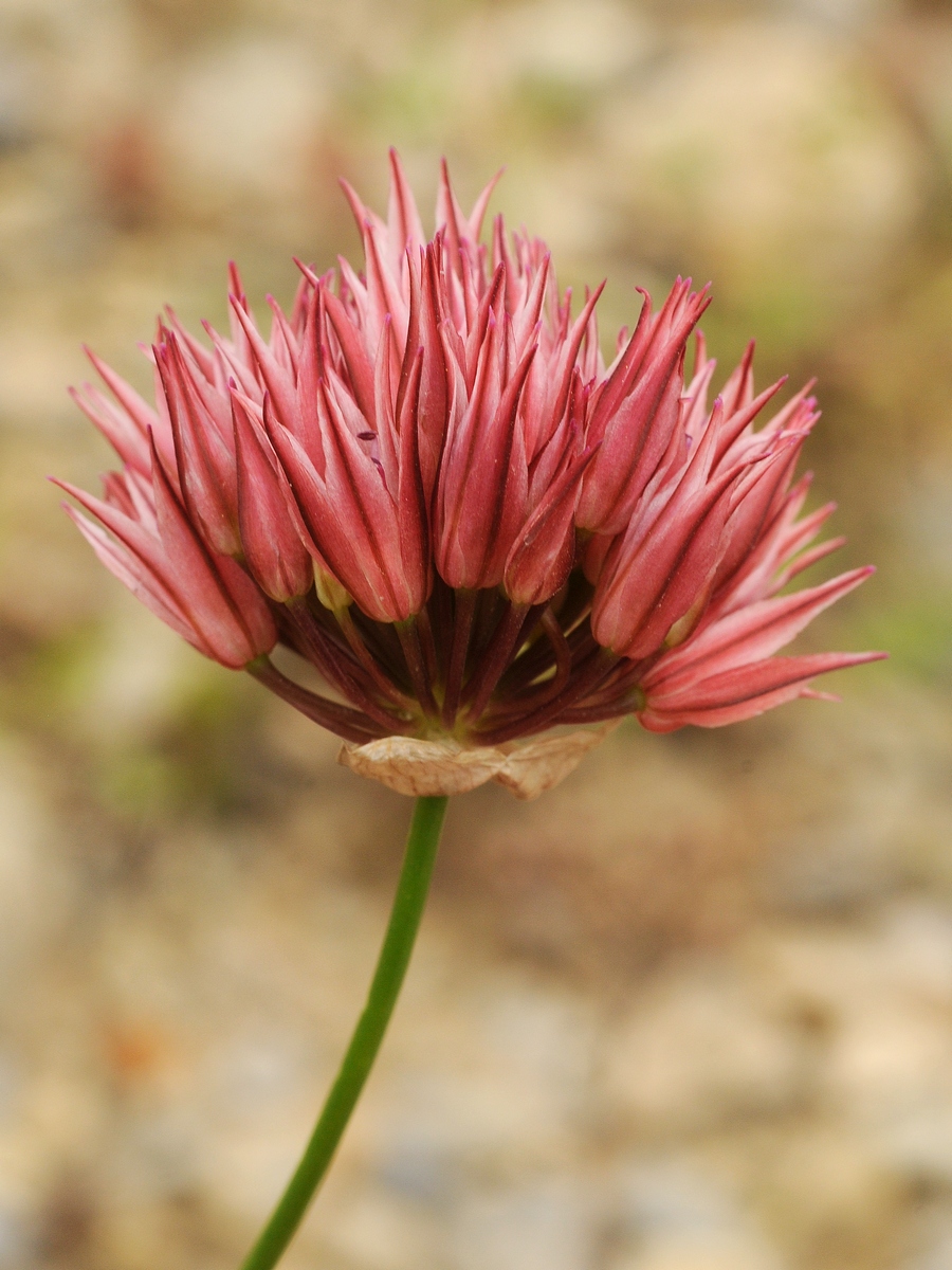 Изображение особи Allium inconspicuum.