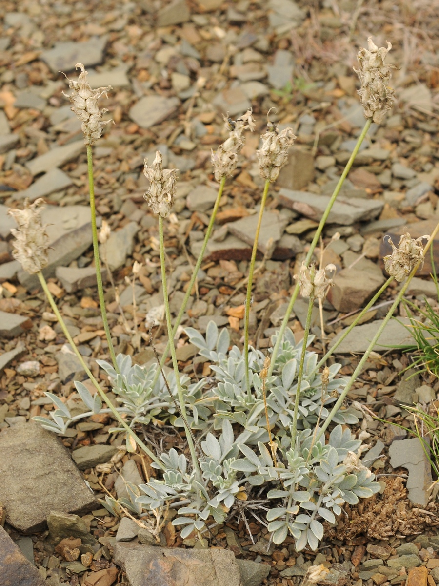 Изображение особи Astragalus schrenkianus.