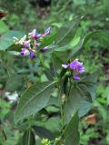 Vicia unijuga