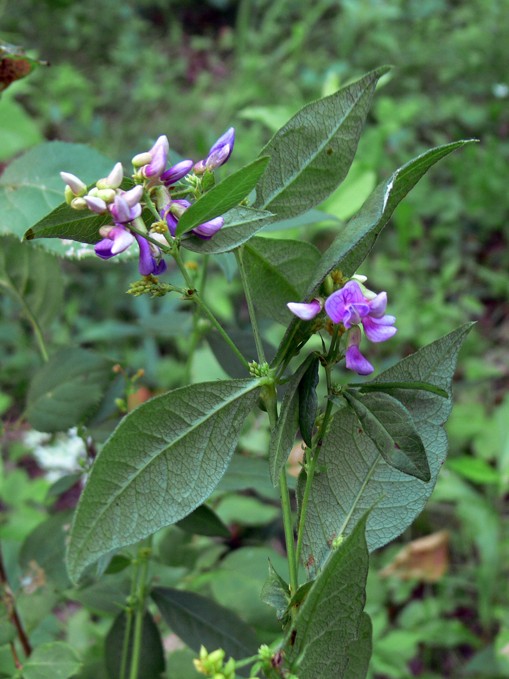 Изображение особи Vicia unijuga.